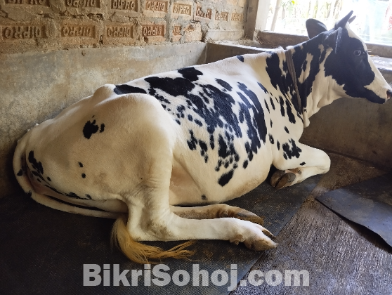 ফ্রিজিয়ান গরু